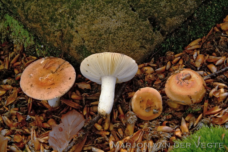 Abrikozenrussula - Russula risigallina var. risigallina